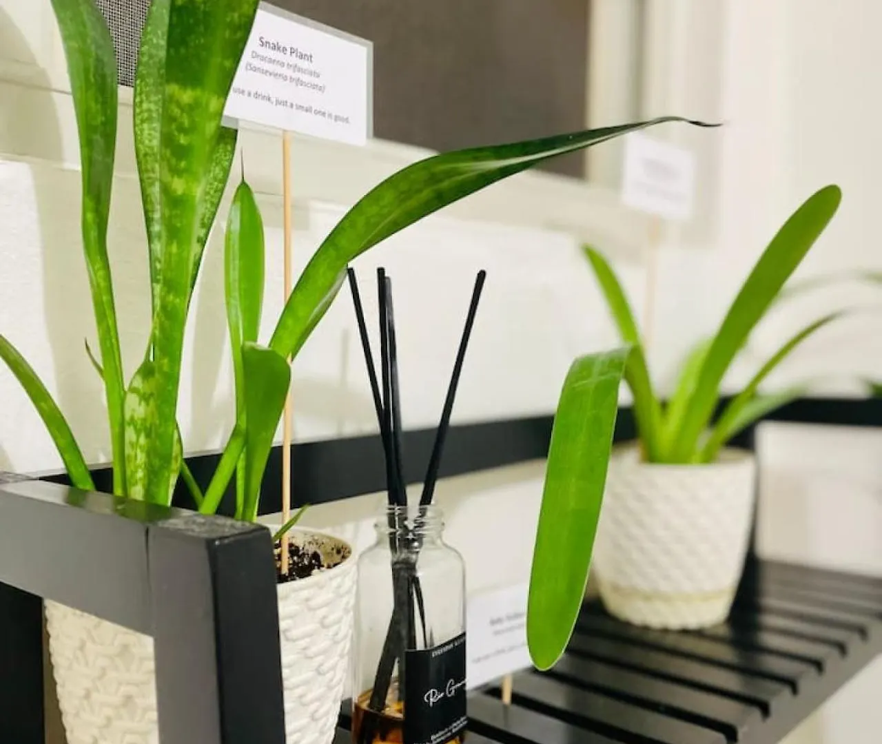 Pothos Beach Ph 3Br Apt W Rooftop W Pool Access Isabela 0*,  Puerto Rico